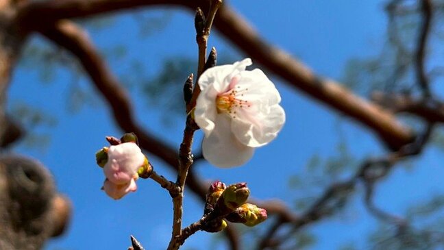記録的少雨で開花の準備が進んだ?高知・岐阜でサクラ開花 高知は3年連続で全国トップ、今後1週間ほどで満開へ|TBS NEWS DIG