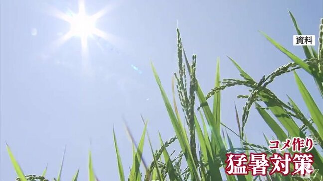 高温への耐性が強いコメの新品種の開発を計画　青森県が猛暑に打ち勝つコメ作りの緊急対策事業を実施の方針　宮下宗一郎 知事「生産量を増やしていくようなコメ作りができる拠点をしっかり作っていきたい」|TBS NEWS DIG
