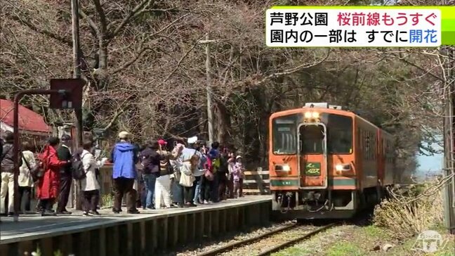 一番の目当ては“サクラのトンネル”と「津軽鉄道」 開花はまだしもサクラの名所「芦野公園」は観光客でにぎわう 見頃の「ウメ」に続き18日にも「サクラ」開花の見込み 青森県五所川原市金木町|TBS NEWS DIG