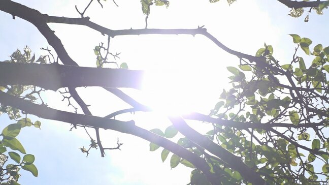 甲府の最高気温38度予想　熱中症対策の徹底を　【午前11時までの最高気温　大月34.8度、甲府33.8度】|TBS NEWS DIG