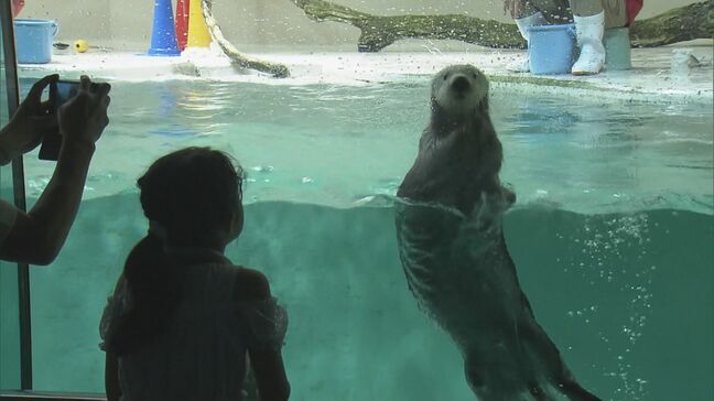 ラッコに会えるのはたった1分間だけど… 国内で唯一ラッコが見られる三重の鳥羽水族館  3連休最終日は家族連れで賑わう|TBS NEWS DIG