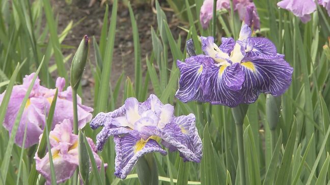 雨に濡れるアヤメ…伊佐須美神社、13日から「あやめ祭り」福島・会津美里町|TBS NEWS DIG