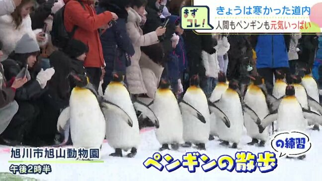 《旭山動物園》冬の名物「ペンギンの散歩」練習公開　ヨチヨチ歩く姿が人気　本番は18日から…参加するペンギンはその日の気分次第？冬場の運動不足解消などが目的　|TBS NEWS DIG