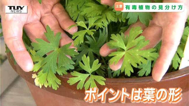 毒のある植物を見分けられる?山菜シーズン、この知識が命を救う!これまでに死に至ったケースも...似て非なる植物を見分けるポイントは?(山形)|TBS NEWS DIG