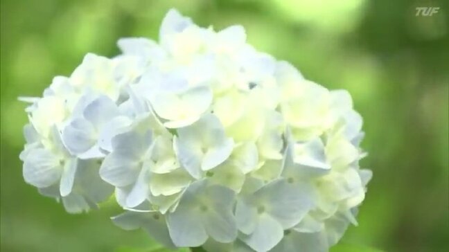 遊歩道わきに5000株…梅雨彩るアジサイ見頃 福島市の土合舘公園 福島|TBS NEWS DIG