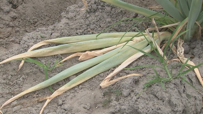 雨不足で特産「白ネギ」畑がカラカラ　砂がサラサラすぎて「畝上げ」できず農家悲鳴　”軟腐病”の発生も増加でピンチ|TBS NEWS DIG