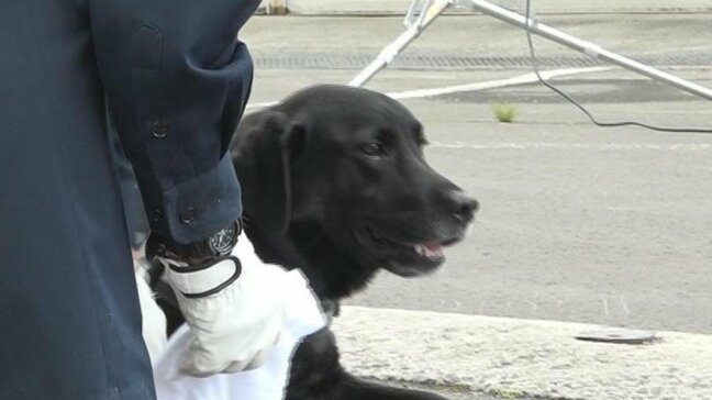 臭いを知らなくても人の行方を追う『災害救助犬』 空気中に漂う人の臭いを嗅ぎ分け発生源を探す特性を知り「すごい感動しました」|TBS NEWS DIG