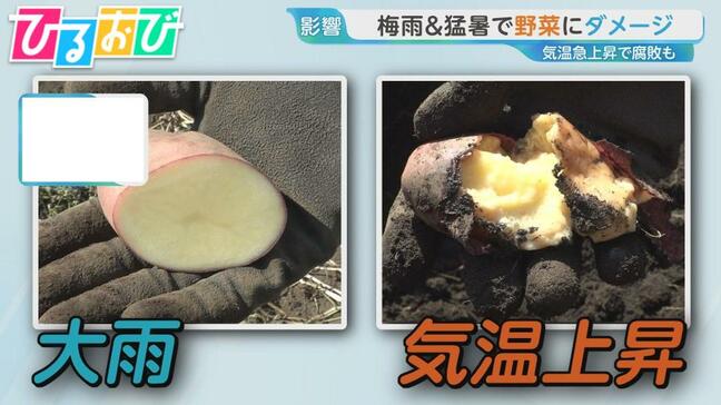 梅雨＆猛暑で野菜にダメージ!? 気温急上昇で腐敗も【ひるおび】|TBS NEWS DIG