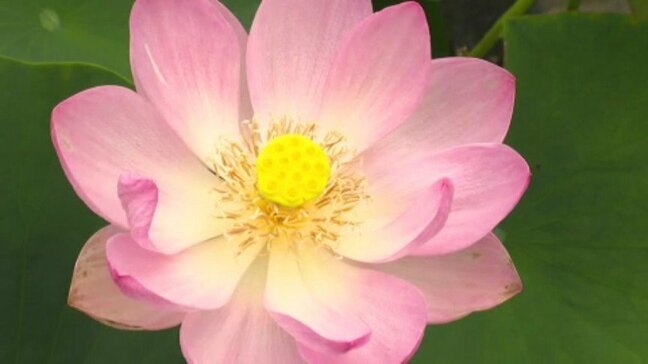 1年にわずか3日間しか花が咲かない神秘的な花“古代ハス"が開花　愛媛・松山市|TBS NEWS DIG