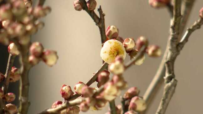 バレンタインデーに菅原道真公ゆかりの「飛梅」やっと開花　夏の記録的猛暑が影響か？　太宰府天満宮で　過去30年で2番目に遅く開花　3月には桜と梅の競演みられるか|TBS NEWS DIG