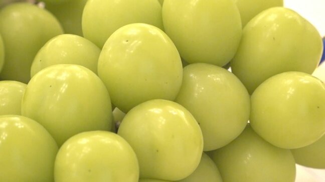 シャインマスカット品評会　あす東京と大阪で競売へ　今年は少雨で小粒傾向も高い糖度　山梨|TBS NEWS DIG