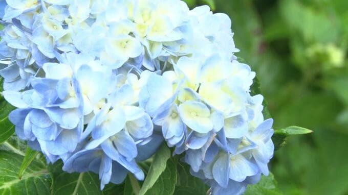 梅雨の花アジサイ＜紫陽花＞　本部町伊豆味で見頃を迎える　|　沖縄のニュース｜RBC 琉球放送