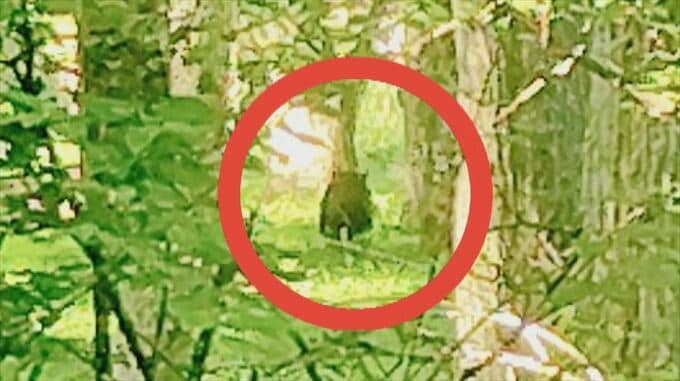 「いきなり車の前をバっと走り抜けた」体長80cmのクマ目撃　出没相次ぐ　去年の同時期の2倍　山梨|TBS NEWS DIG