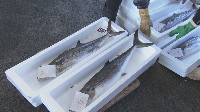 今年豊漁のサワラから厳選　水揚げされた1307本のうち81本だけをブランド魚「答志島トロさわら」に認定　三重・答志島|TBS NEWS DIG