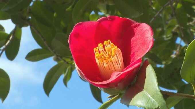 猛暑の影響で過去4番目に遅い開花　ヤブツバキが咲き始める 21日から”椿まつり”開催 　山口・萩　|　山口のニュース・天気・防災｜tys NEWS｜ｔｙｓテレビ山口