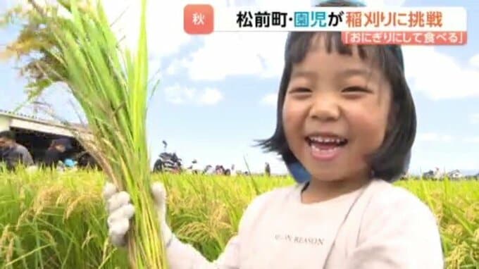 たわわに実った稲を鎌で力いっぱい! 園児が収穫体験「12月のおにぎり大会」楽しみに 愛媛・松前町|TBS NEWS DIG
