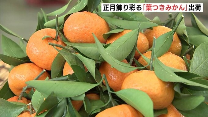 「見て楽しんで 食べて楽しんで」正月の鏡もちやしめ飾りに彩り添える「葉つきみかん」　広島県内最大の産地呉市下蒲刈地区から出荷|TBS NEWS DIG