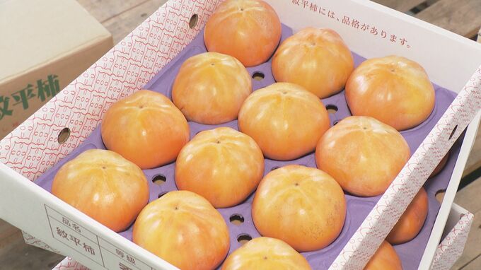 猛暑や雨不足影響も…今年は“大玉”！石川・かほく市特産「紋平柿」初出荷　|　石川県のニュース｜MRO北陸放送