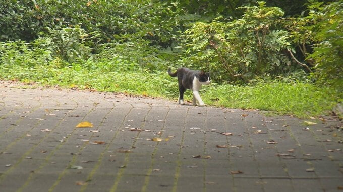 ネコの首にひもを巻き付け暴行加え殺害 公判中の大学生の男が他のネコ4匹も殺害し遺棄した罪で追起訴 「ネコに裏切られた」という怒りがきっかけで虐待繰り返すように…　|　愛媛のニュース - Nスタえひめ｜あいテレビは6チャンネル