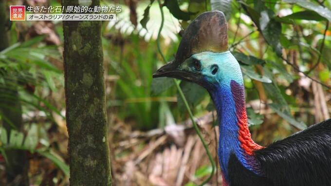 奇妙な生きものだらけ！恐竜時代からつづく世界最古の森【世界遺産／クイーンズランドの湿潤熱帯地域（オーストラリア）】|TBS NEWS DIG