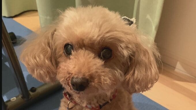 トリミング中に「ワンちゃんのベロが切れてしまった」…愛犬がトリマーに舌を切られ「今でも愛犬のベロが半分切れている」　ペットは家族…「ペット保険」加入者増加　|　BSSニュース | BSS山陰放送
