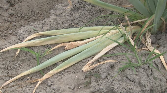 雨不足で特産「白ネギ」畑がカラカラ　砂がサラサラすぎて「畝上げ」できず農家悲鳴　”軟腐病”の発生も増加でピンチ　|　BSSニュース | BSS山陰放送