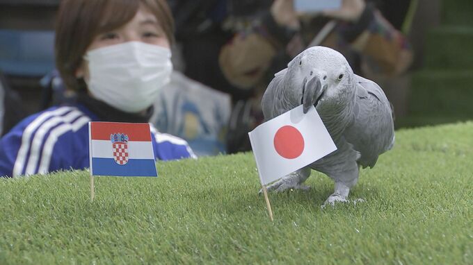 「ヨウム」がサッカーW杯日本対クロアチアの勝敗予想 「日本勝利」の予想もグループリーグは3戦とも外す|TBS NEWS DIG