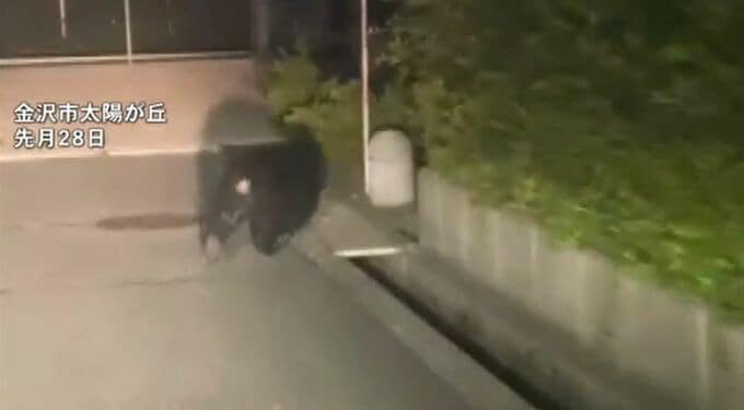 「ブナの実凶作で大量の出没懸念」クマ出没に備えた実地訓練　|　石川県のニュース｜MRO北陸放送