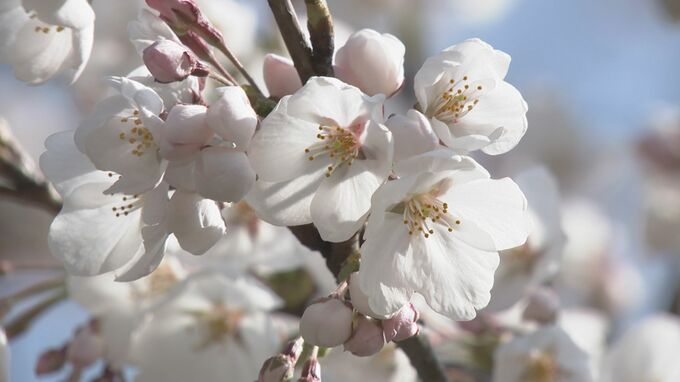 金沢の桜きょうにも満開に 市内名所は花見客であふれる　|　石川県のニュース｜MRO北陸放送