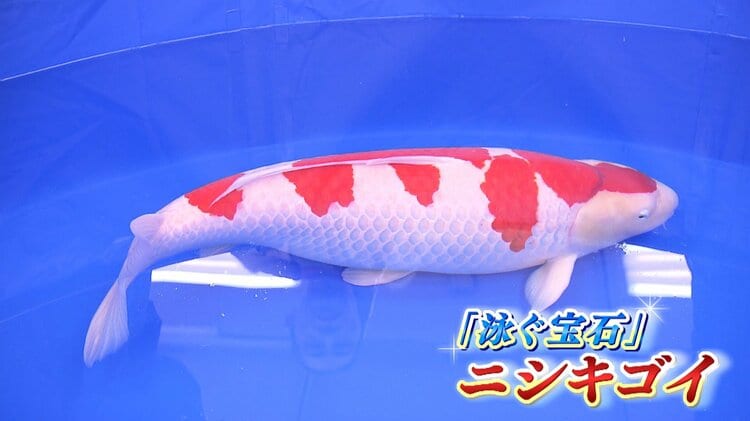 泳ぐ宝石「錦鯉」専門業者が解説する人気ポイントは『フットボール体形