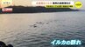 ”目撃情報多数”広島湾にイルカの群れ　エサを追いかけ暖かい海域からやってきたか　好奇心旺盛なバンドウイルカ　”1か月以上”異例の長期滞在　いつまで広島に？　　|　RCC NEWS | 広島ニュース | RCC中国放送