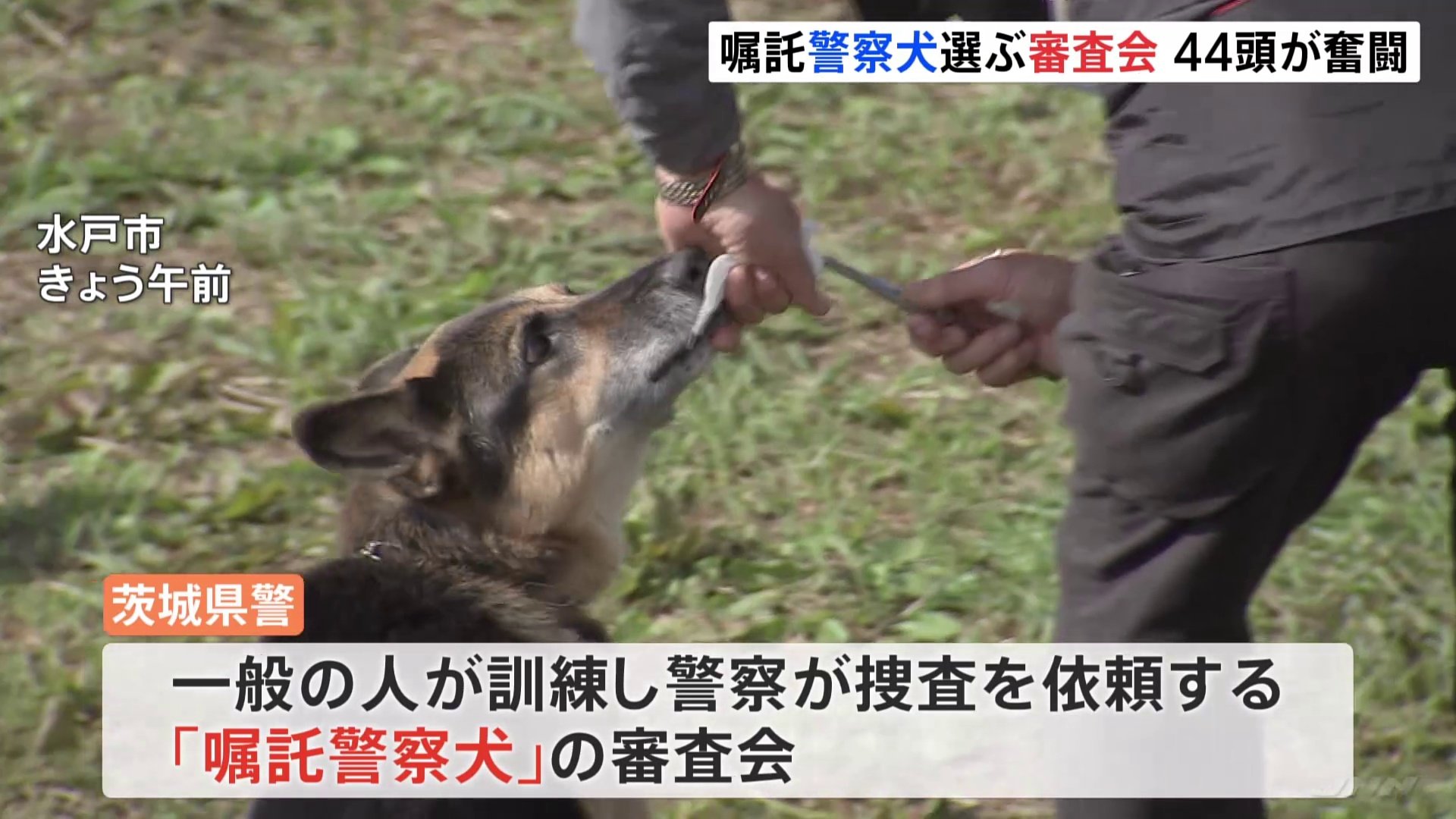 目指せ嘱託警察犬 シェパードにトイプードル 44頭の犬が審査会に参加 茨城県警 Tbs News Dig