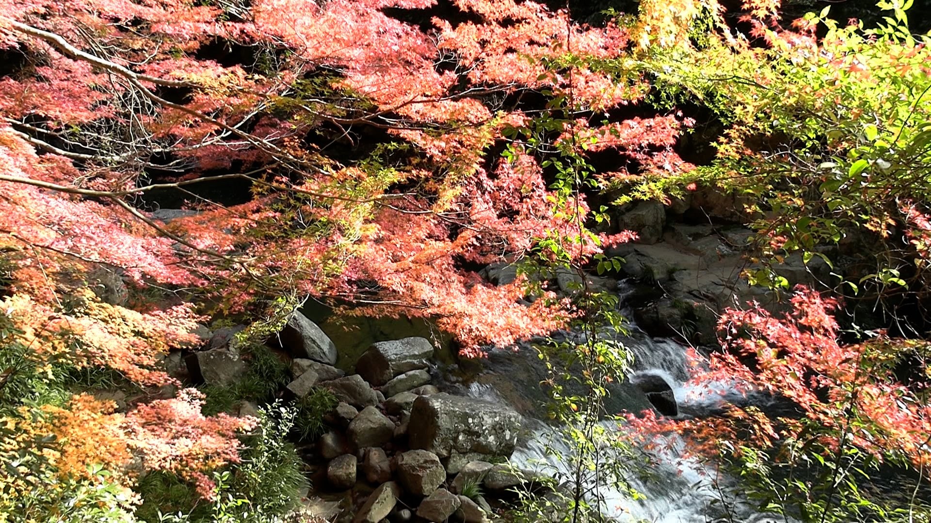 総社市の豪渓で紅葉が見ごろ 色付いた木々と屏風のような岩石の渓谷美