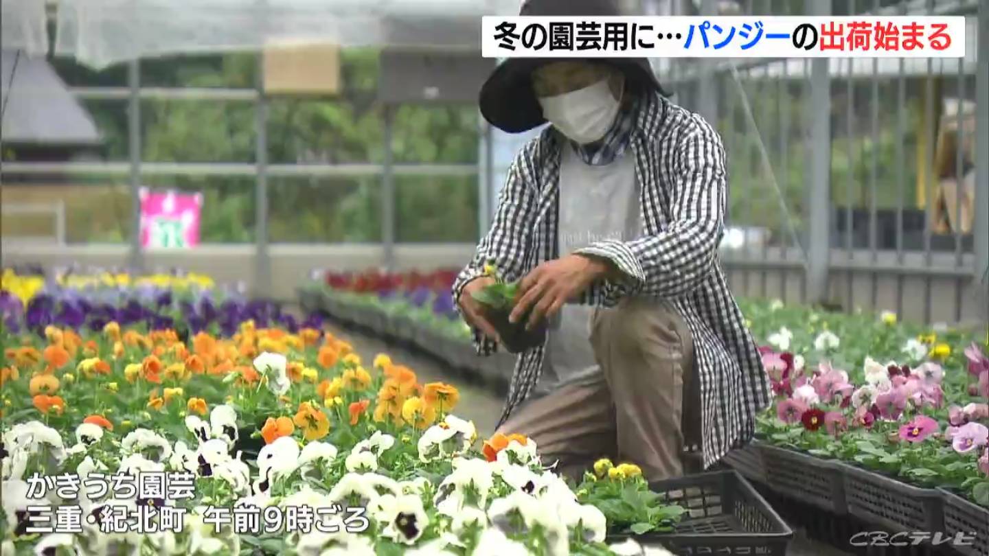 冬の花 パンジーの出荷始まる 時期をずらして種まきし花を切らさない工夫 18種類 三重 紀北町 Tbs News Dig 1ページ