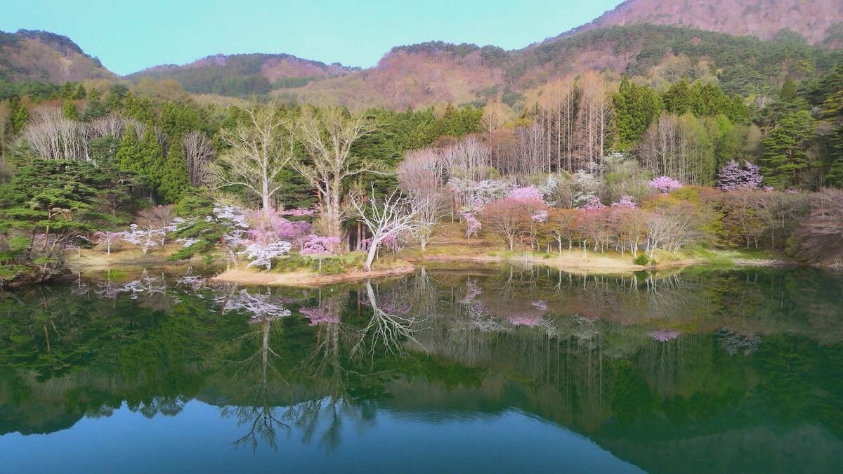 映像】半田沼の桜 福島・桑折町【カメラめせん】 | 福島のニュース