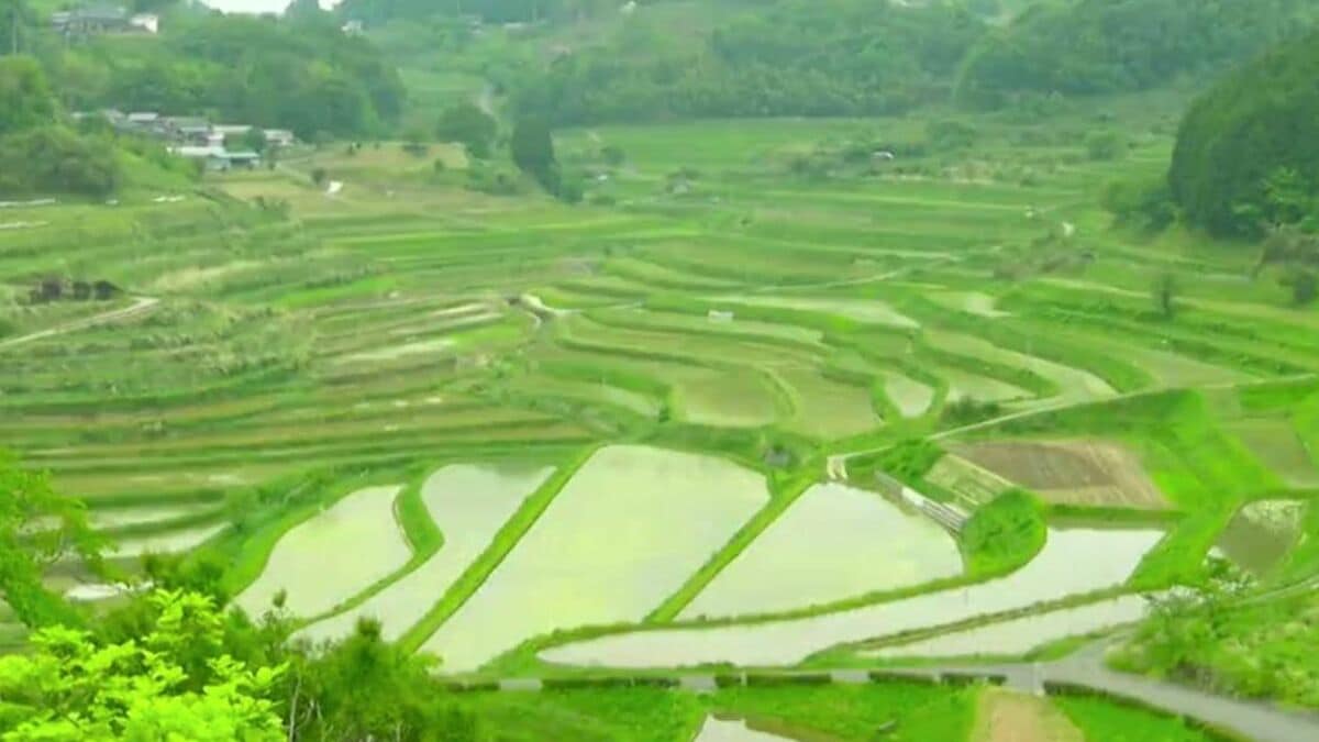 絶景「日本の棚田100選」にも選ばれている棚田で田植え 標高約400