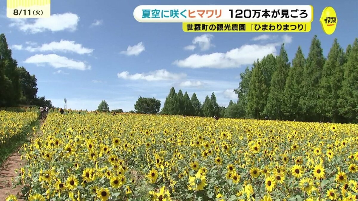 確認　ひまわりん様 夏の青空と黄色い花 農園に咲くヒマワリが見ごろ 広島県世羅町 | TBS