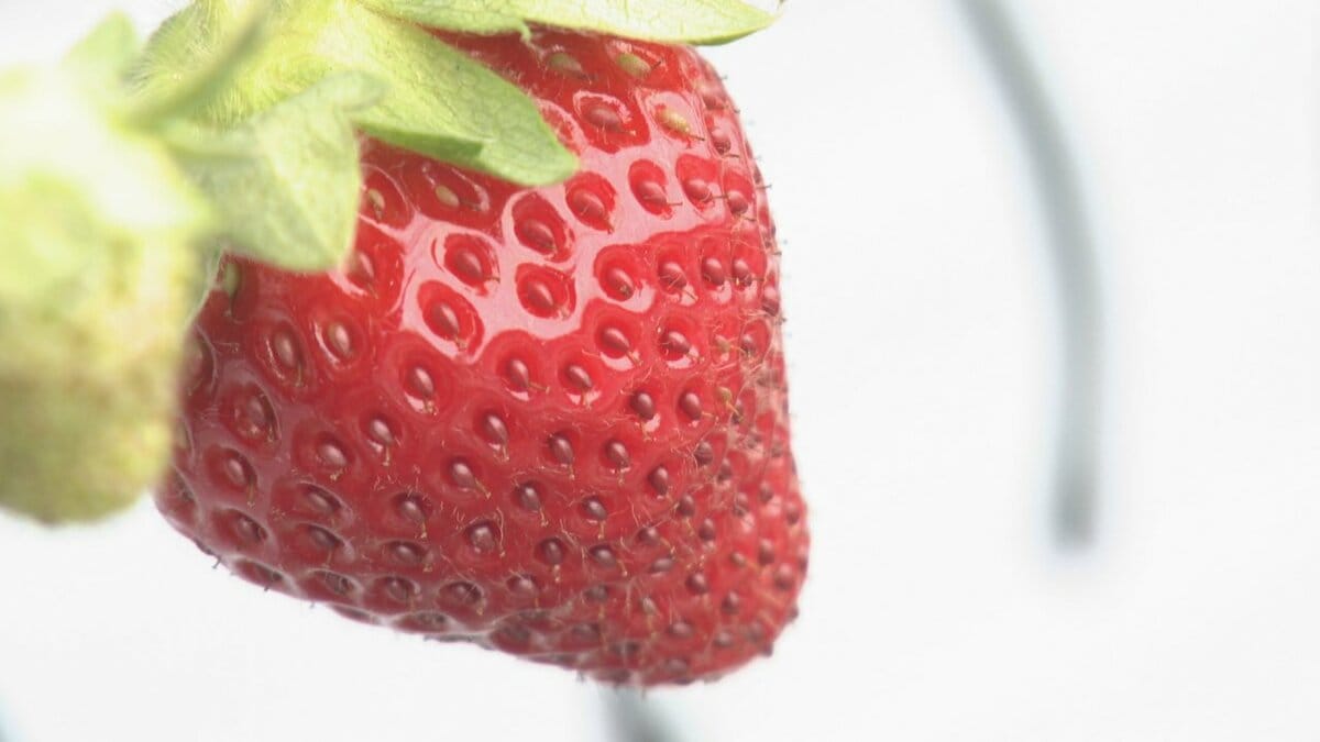 「安い頃と比べると大体1.5倍」イチゴ狩りスタートも物価高の波　続く寒さと原油高騰で農園に打撃