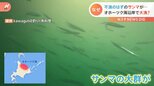 海がサンマだらけ!サンマの大群が出現した理由は?|TBS NEWS DIG