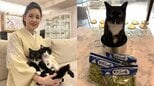 【 ねこ 】藤あや子の愛猫「マル」が〝尾行マン〟〝鍋で正座〟おとぼけマイペースで飼い主メロメロ|TBS NEWS DIG
