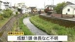 【現場動画】上山市の川沿いでクマ1頭目撃　その後住宅密集地へ向って歩く　県内全域でクマの目撃相次ぐ（山形）|TBS NEWS DIG