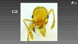 特定外来生物「アカカミアリ」御前崎港と清水港で確認 環境省が緊急防除=静岡県 | 静岡のニュース | SBSNEWS | 静岡放送