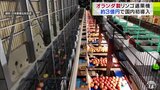 「たんげ楽になった」生産者からも高評価　約3億円かけて日本農業弘前支店が国内初導入したGREEFA社製の「リンゴの大型選果機」1秒に8個のリンゴを選別　|　青森のニュース│ATV NEWS│青森テレビ