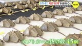 カブトガニ　大量の “抜け殻” から分かること　広島･江田島湾で生息調査　|　RCC NEWS | 広島ニュース | RCC中国放送