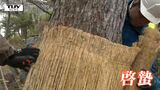 松の木につく害虫を誘い込み駆除! "啓蟄"に 鶴岡公園で「松の胴巻き外し」(山形) | 山形のニュース│TUYテレビユー山形