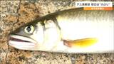 「エサとなるコケ少なく小ぶりのものが多い」アユ漁解禁ですが… その原因は 仙台・広瀬川|TBS NEWS DIG