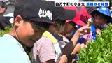 「“一芯二葉”をうまくできている」新茶の季節　小学生が茶摘み体験|TBS NEWS DIG