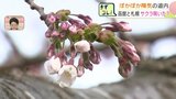 【サクラ前線】ぽかぽか陽気でも…函館と札幌の"サクラ開花"は18日以降に持ち越し　子どもたち「あした桜が咲きますように」|TBS NEWS DIG