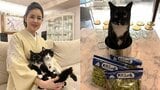 【 ねこ 】藤あや子の愛猫「マル」が〝尾行マン〟〝鍋で正座〟おとぼけマイペースで飼い主メロメロ|TBS NEWS DIG