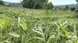 マダニ感染症相次ぐ 最悪の場合「死に至る」 過去10年で最多のペース 大分 | 大分のニュース|OBS NEWS|大分放送